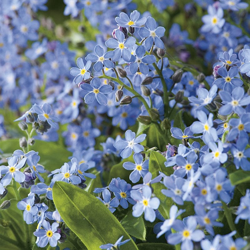 RHS Forget-Me-Not Ultramarine Seeds