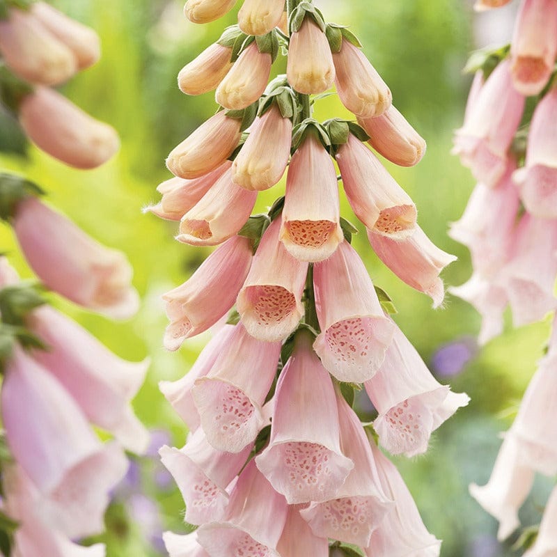 RHS Foxglove Sutton's Apricot