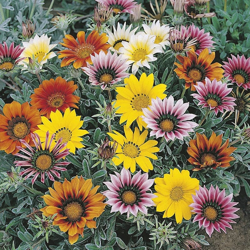 RHS Gazania Talent Mixed