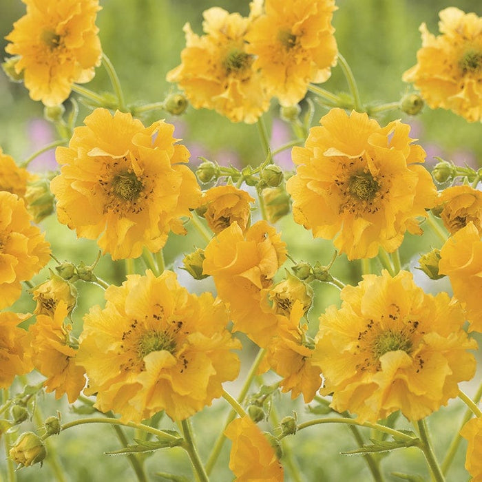 RHS Geum Lady Stratheden Seeds from Mr Fothergills Seeds