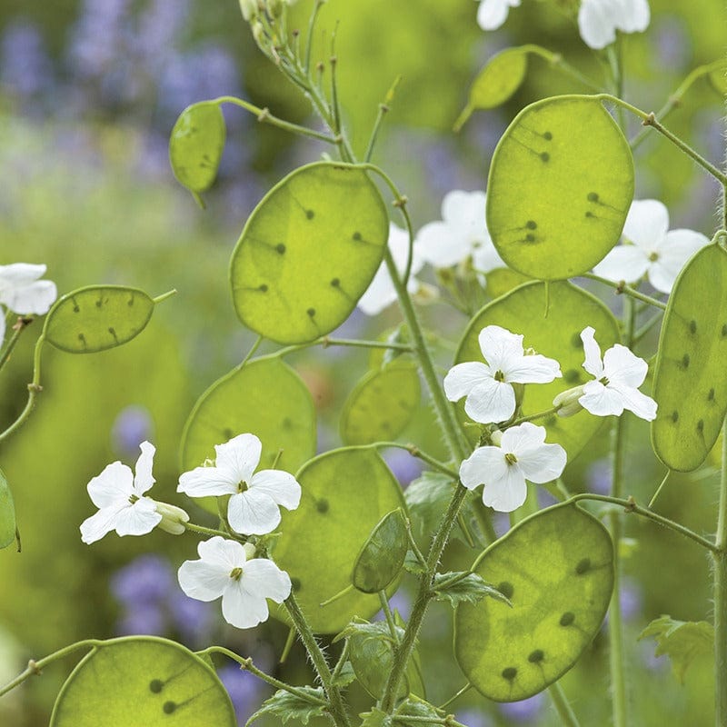 RHS Honesty White-Flowered