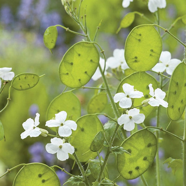 honesty plant seed pods RHS Honesty White-Flowered Seeds from Mr Fothergills Seeds