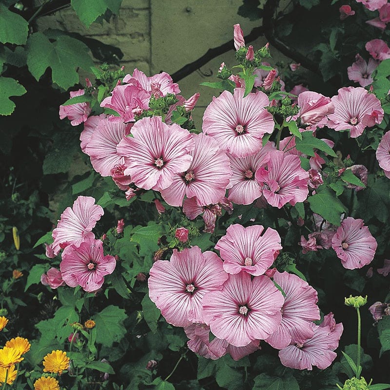 RHS Lavatera Silver Cup