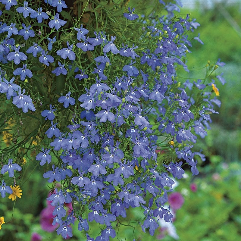 RHS Lobelia Cascade Blue Seeds