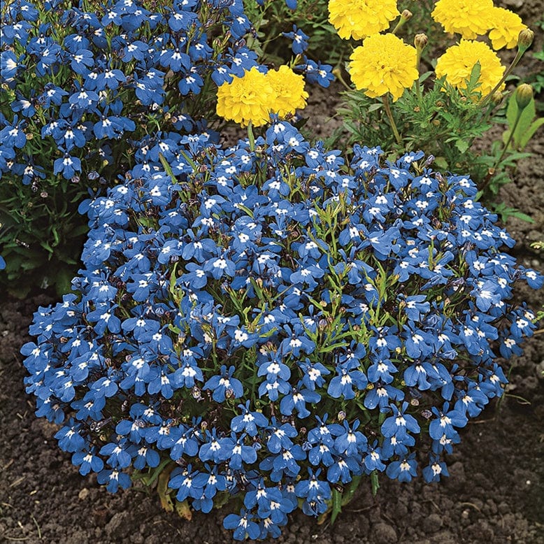 RHS Lobelia Mrs Clibran Seeds