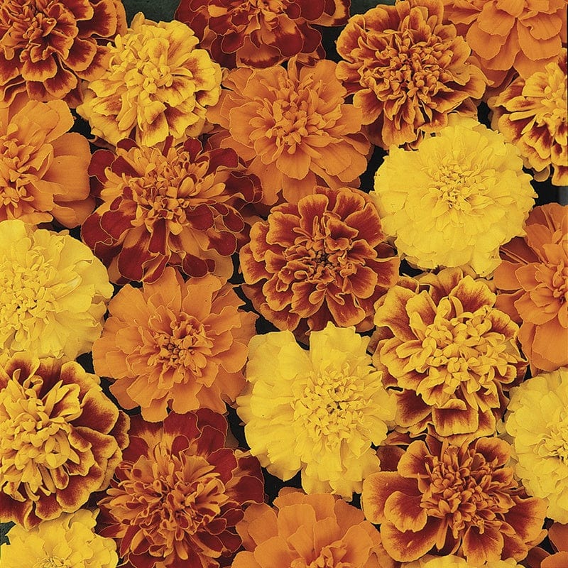 RHS Marigold (French) Bonanza Mixed F1