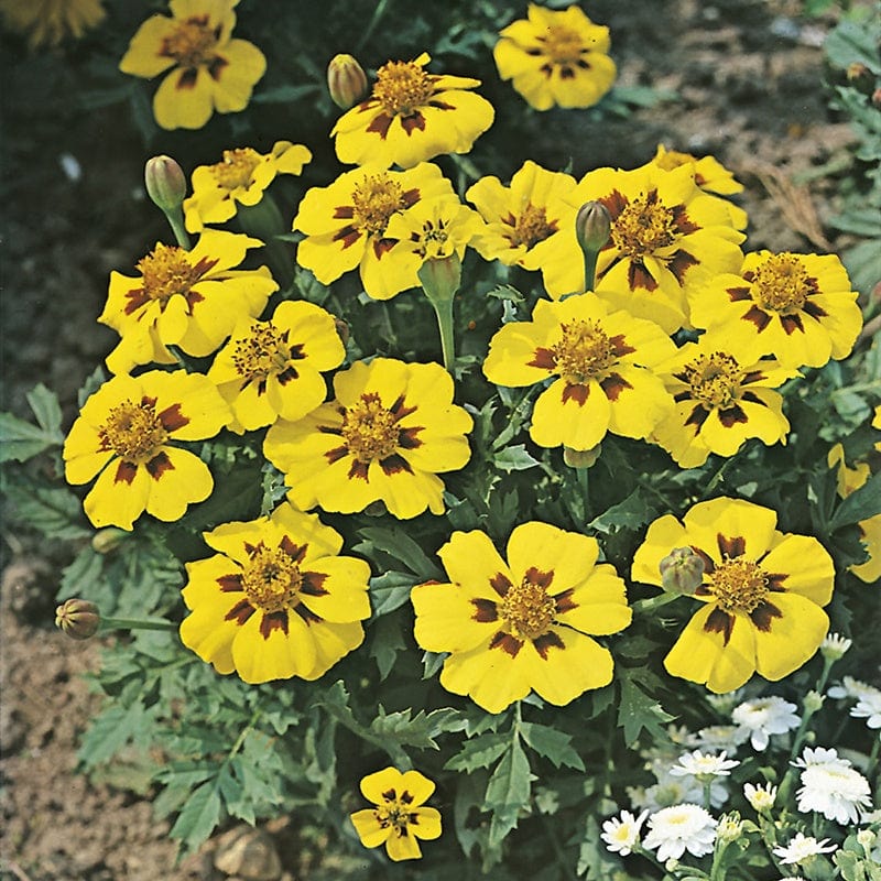 RHS Marigold (French) Dainty Marietta