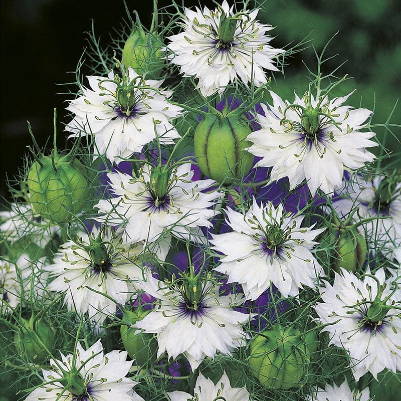 RHS Nigella Miss Jekyll Alba