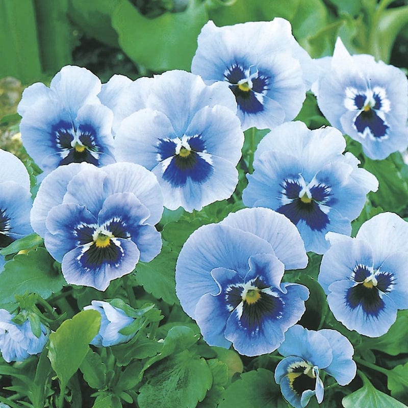 RHS Pansy Joker Light Blue F2 Seeds