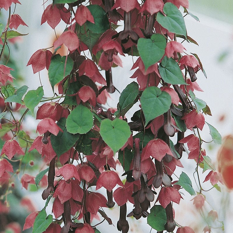 RHS Rhodochiton Purple Bell Vine