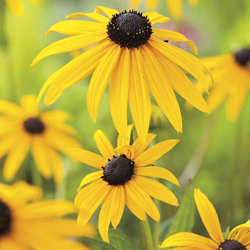 RHS Rudbeckia Goldsturm Seeds