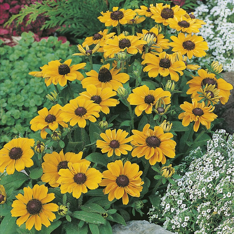 RHS Rudbeckia Toto Seeds