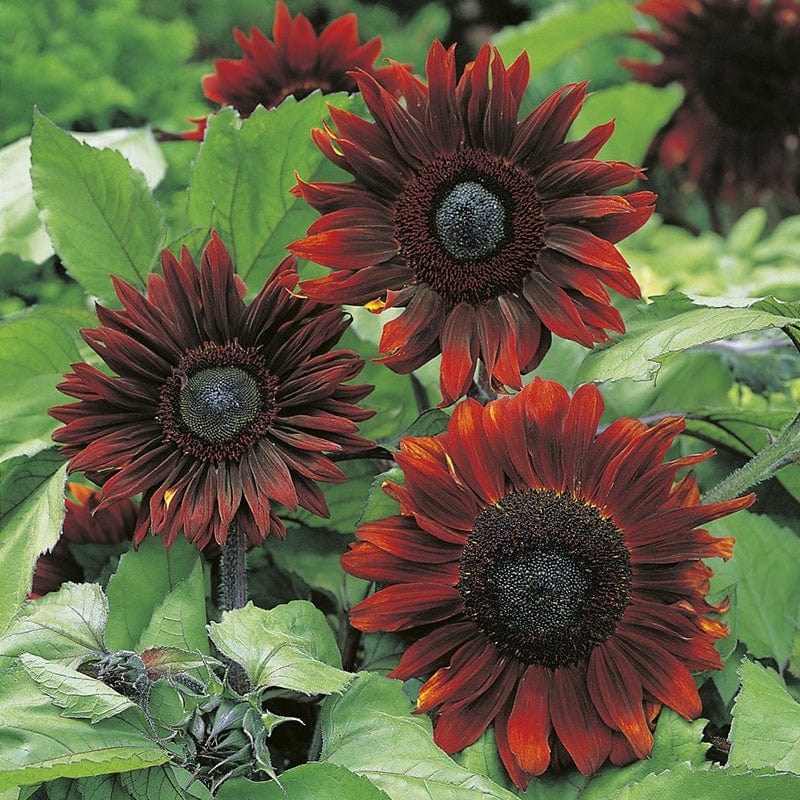 RHS Sunflower Claret F1