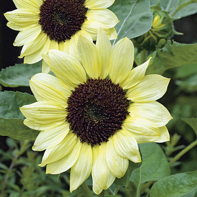 RHS Sunflower Valentine