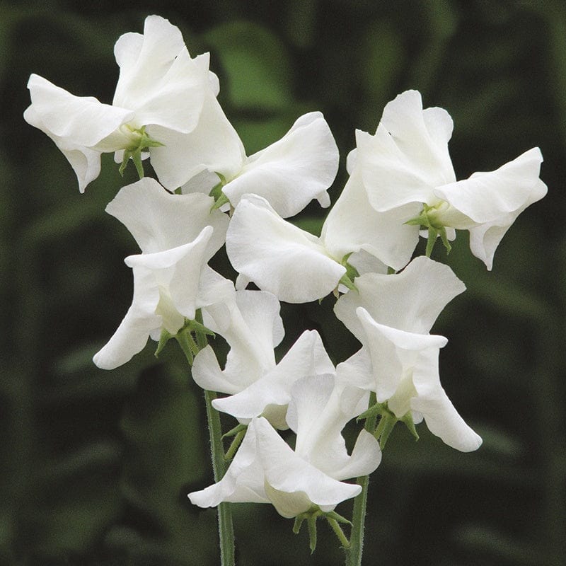 RHS Sweet Pea Jilly