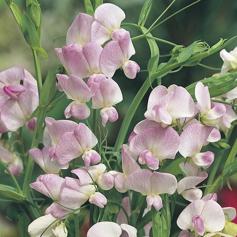RHS Sweet Pea Pink Pearl