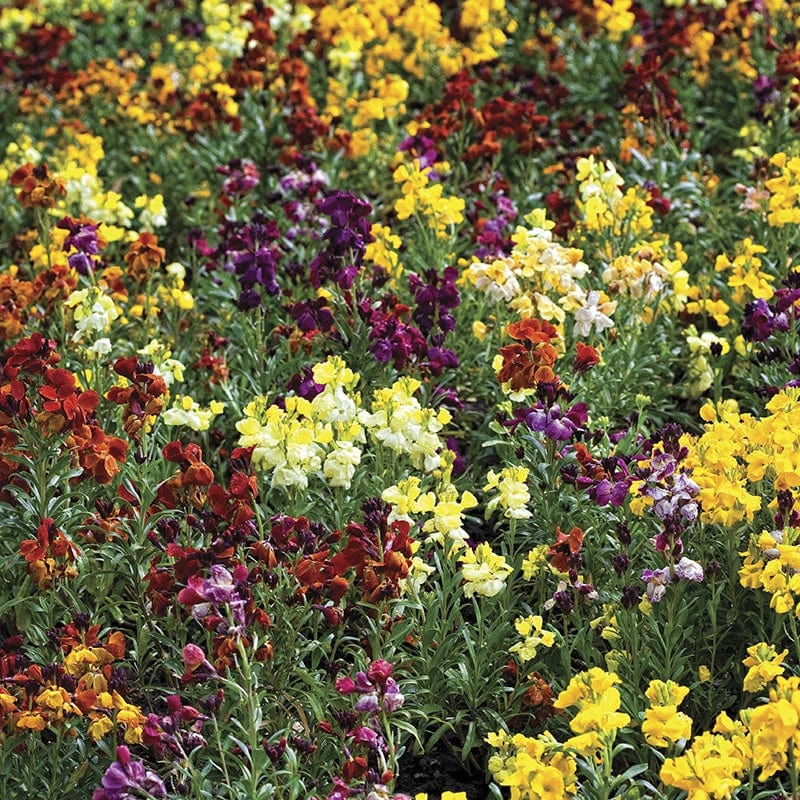 RHS Wallflower Persian Carpet