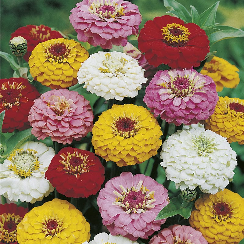 RHS Zinnia Oklahoma Mix Seeds