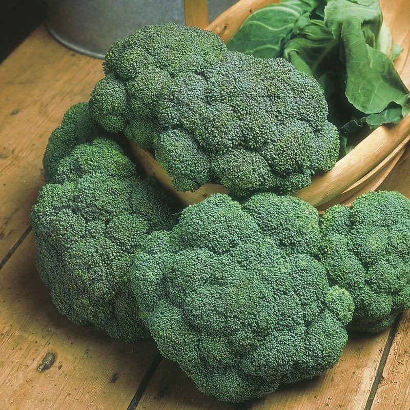 David Domoney, Get Growing - Broccoli Green