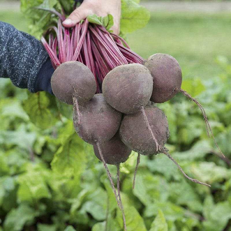 Beetroot Subeto F1 Vegetable Seeds