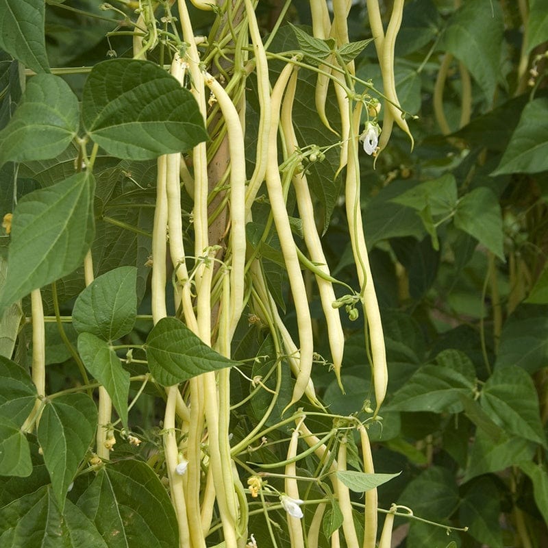 10 Young Plants (LATE) Climbing (French) Bean Monte Gusto Plants