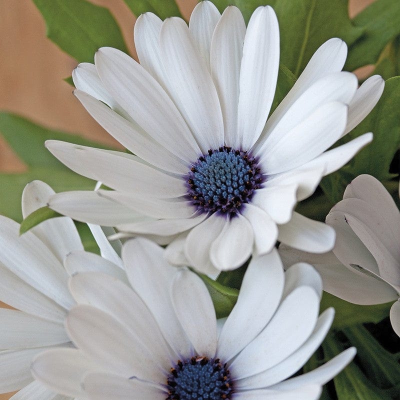 Osteospermum Sky and Ice Seeds