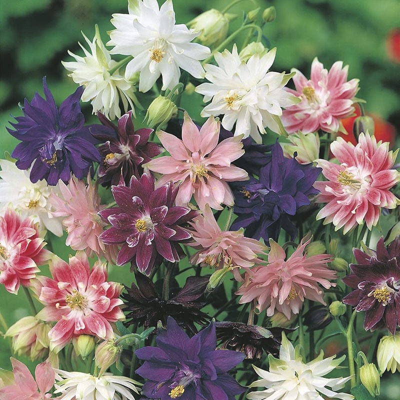 Aquilegia Nora Barlow Mixed