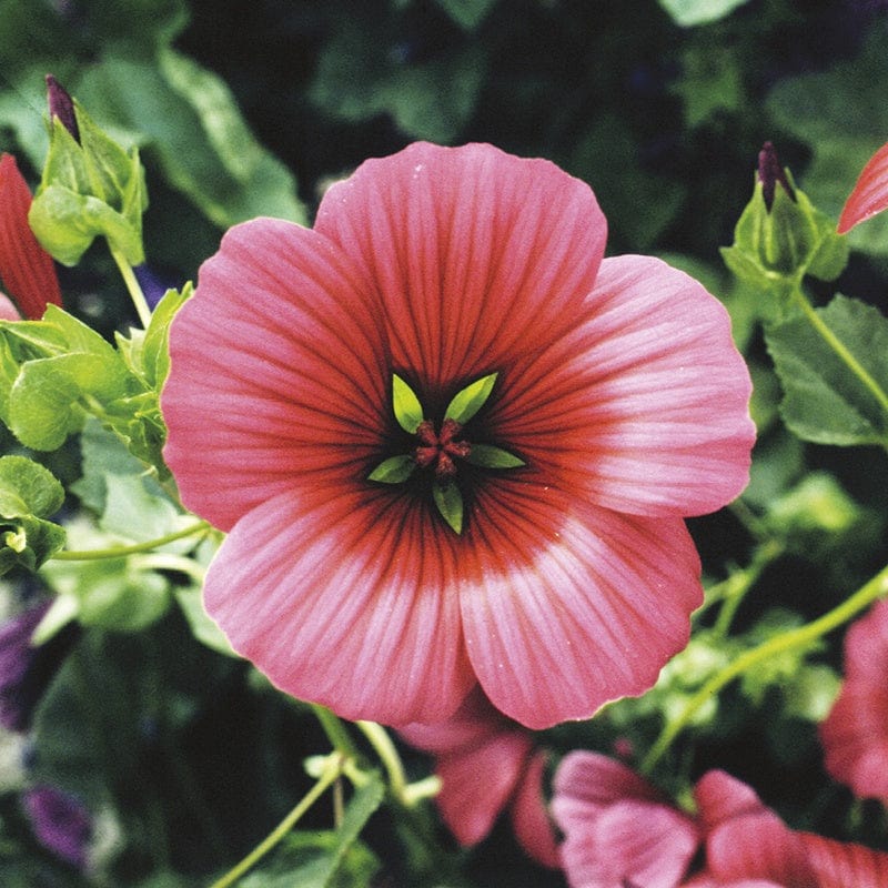 Malope Trifida 'Vulcan'