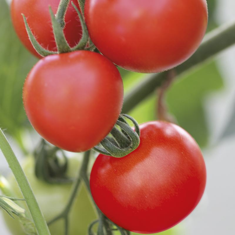 Tomato (Standard) Mountain Magic F1 Seeds