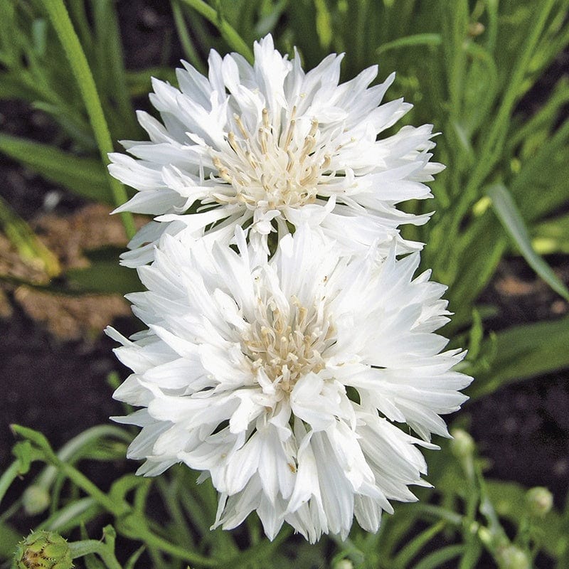 Cornflower Snowman