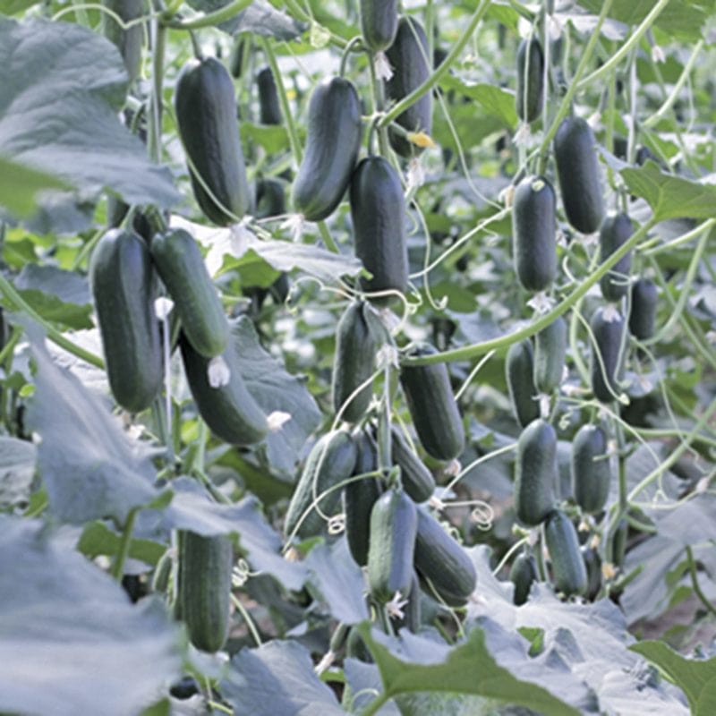 Cucumber Hopeline Seeds