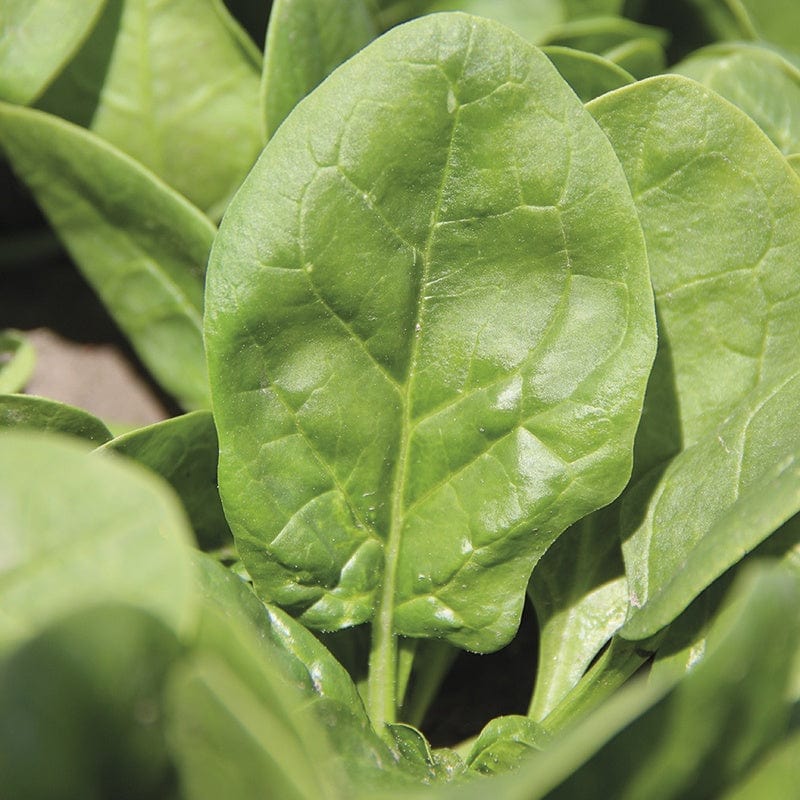 Spinach Cymbal F1 Seeds