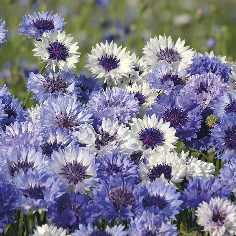 Cornflower Classic Fantastic