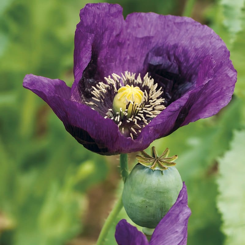 Poppy Laurens Grape Seeds