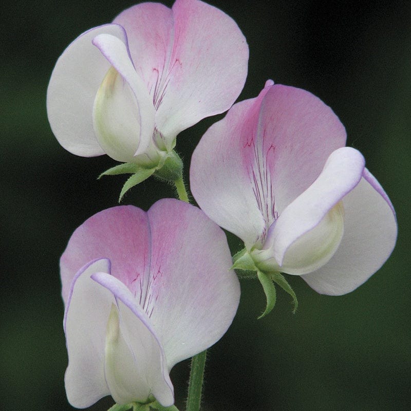 Sweet Pea Teresa Maureen