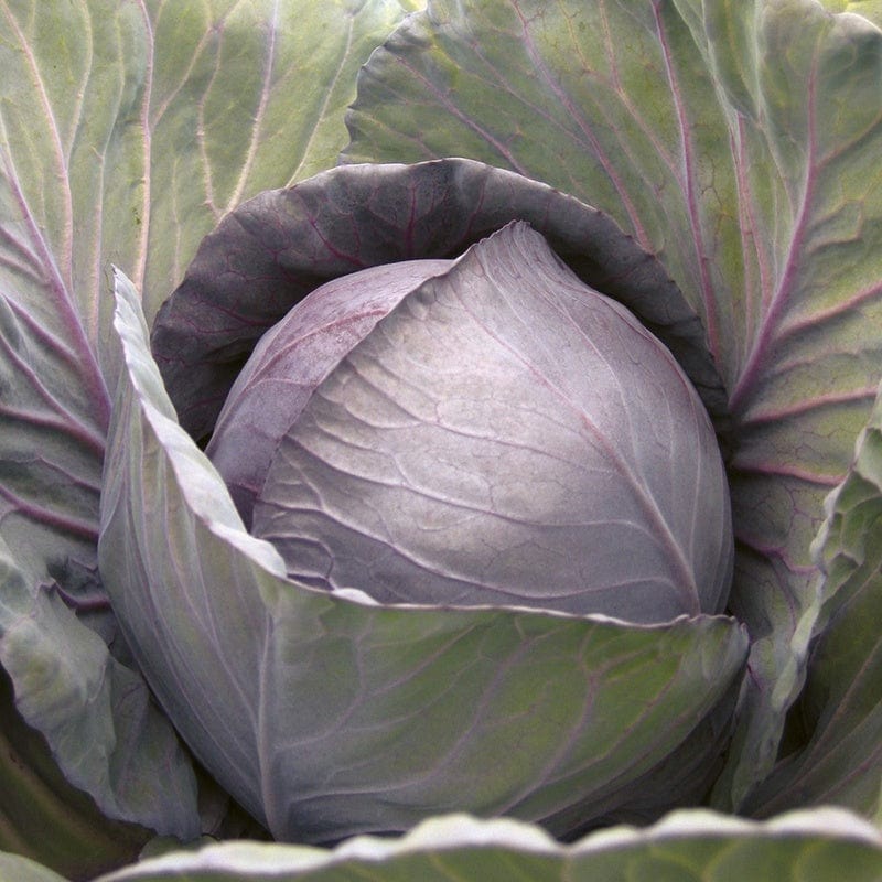 Cabbage (Red) Romanov F1 Seeds