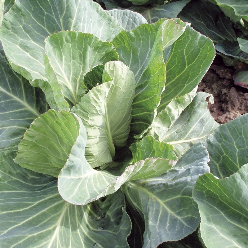 Cabbage Summer Jewel F1