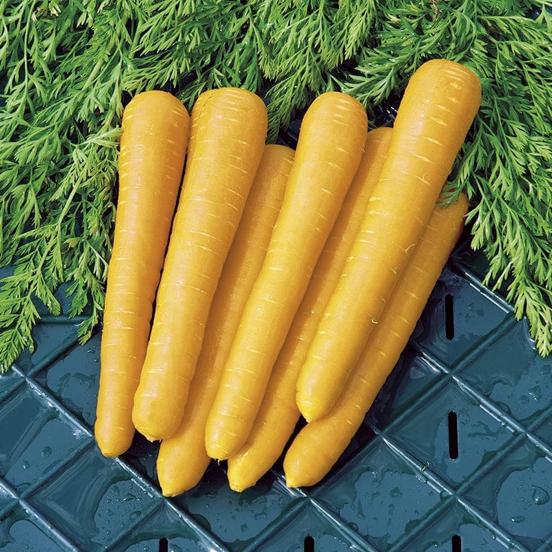 Carrot Gold Nugget F1