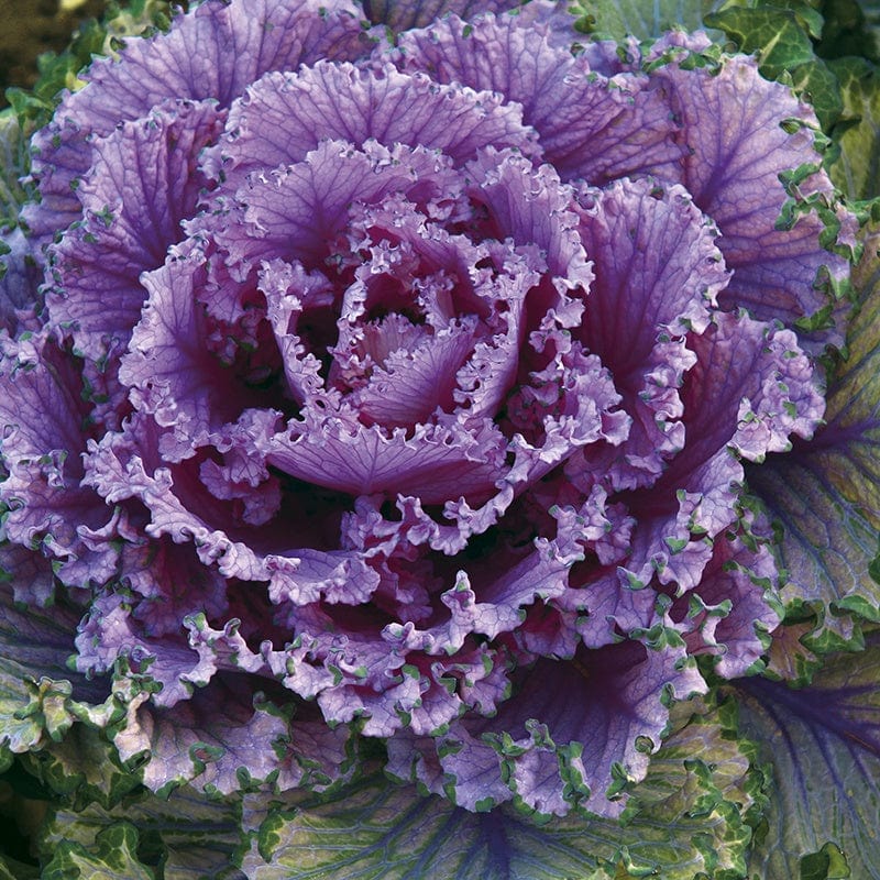 Kale Candy Floss Seeds