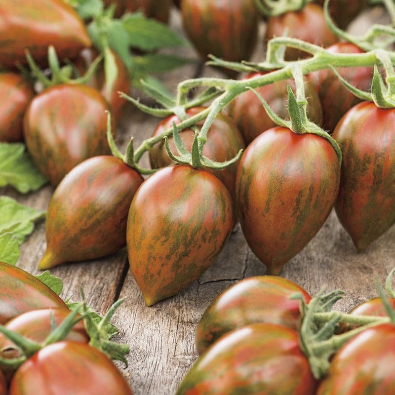 Tomato Shimmer F1