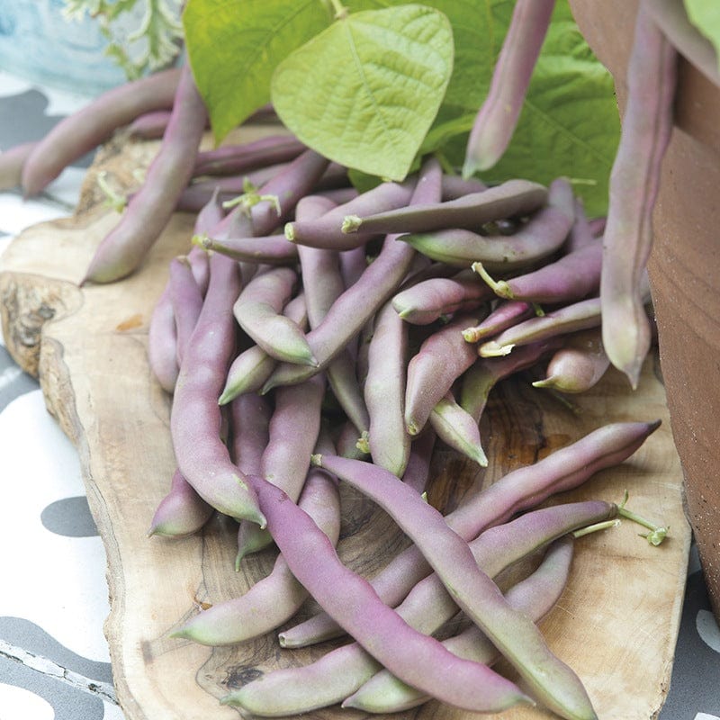 Dwarf French Bean Red Swan