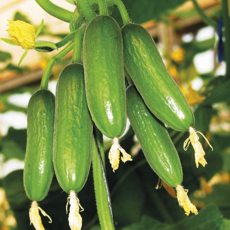 3 x 9cm Potted Plants (LATE) Cucumber Mini Munch Vegetable Plants