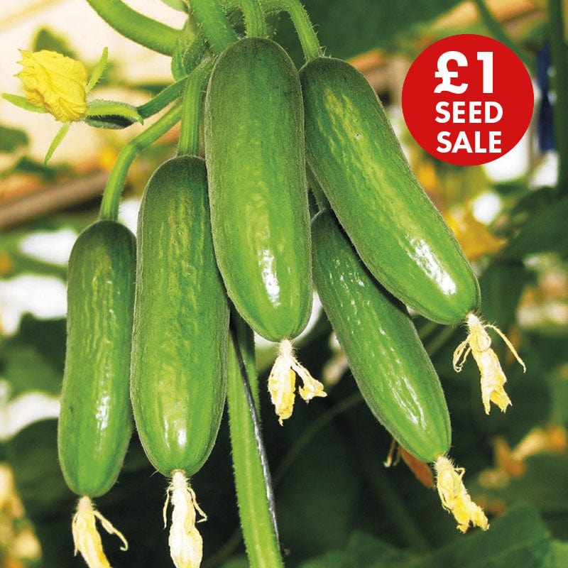 Cucumber Mini Munch Seeds