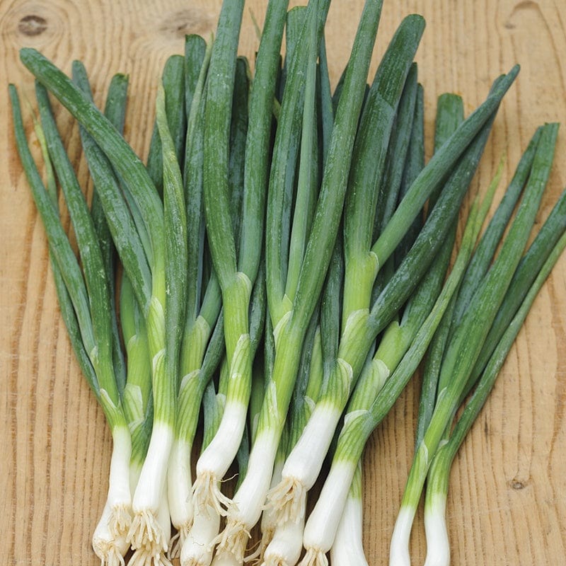 Onion (Spring) Slender Star