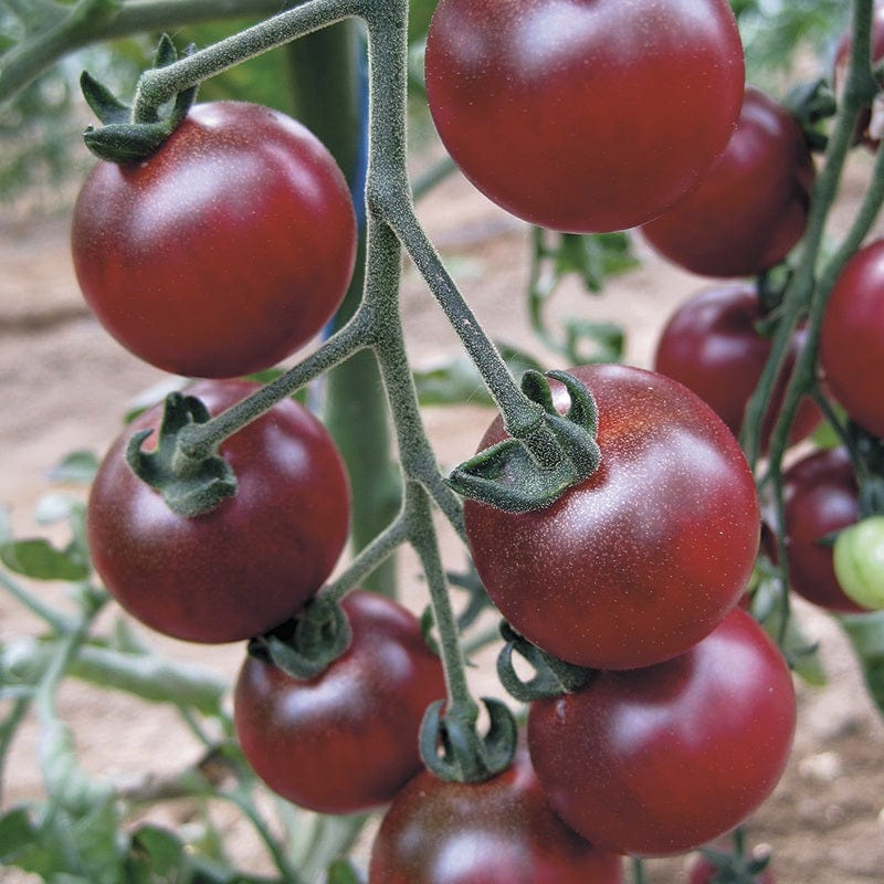 Tomato Rosella Seeds