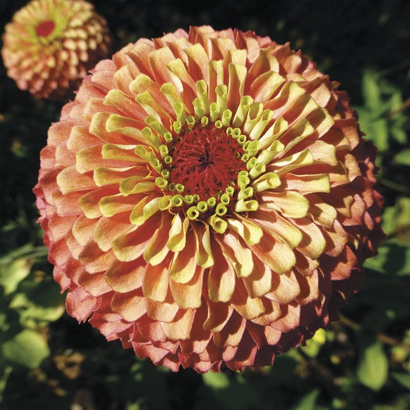 Zinnia Queeny Lime Orange Seeds