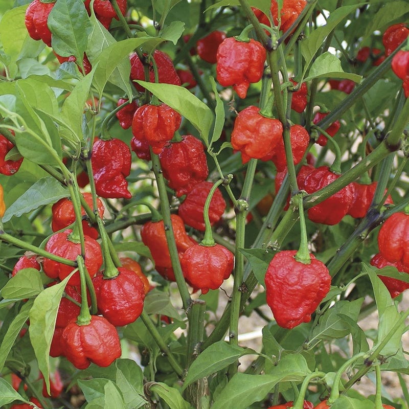 Chilli Pepper Armageddon F1 Plants