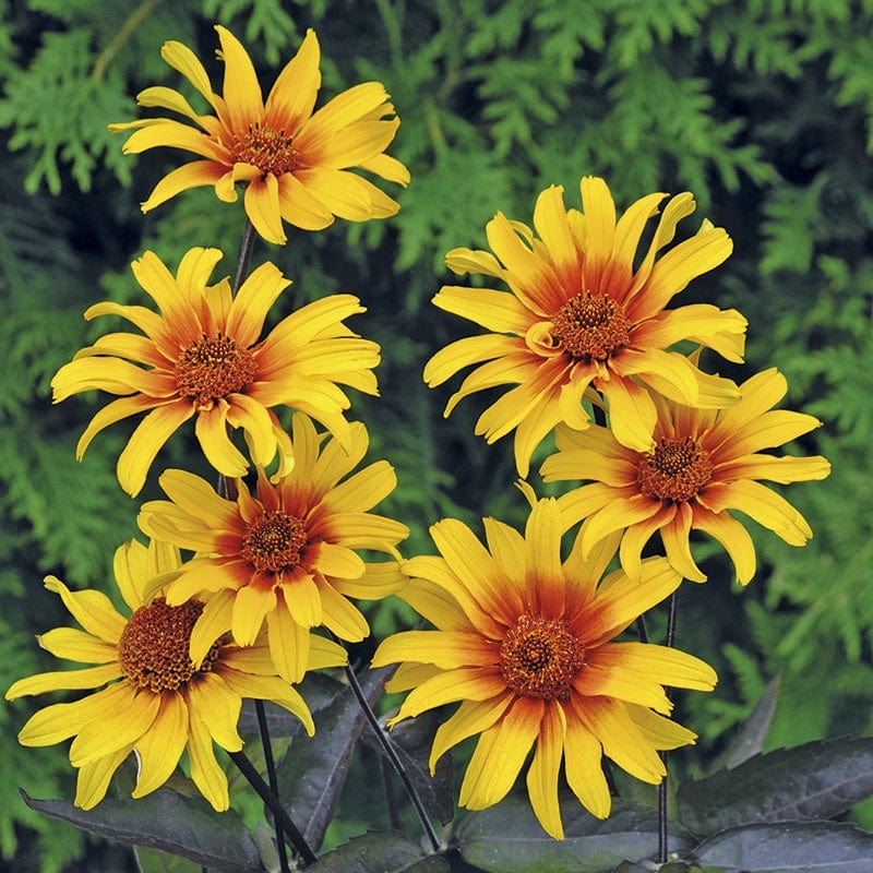 Heliopsis Burning Hearts