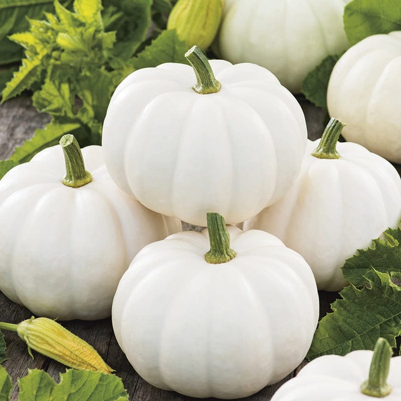 Pumpkin Casperita F1 Vegetable Seeds