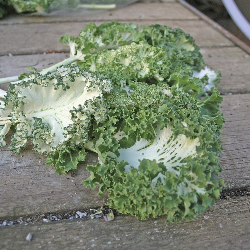 Kale Emerald Ice Seeds